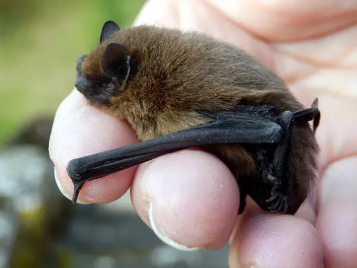 Bat Safety England