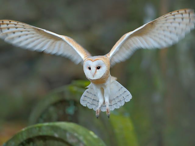 Protected Species Surveys