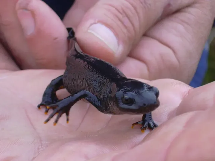 Great Crested Newt
